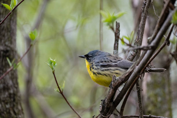Kirtland's warbler, male animal