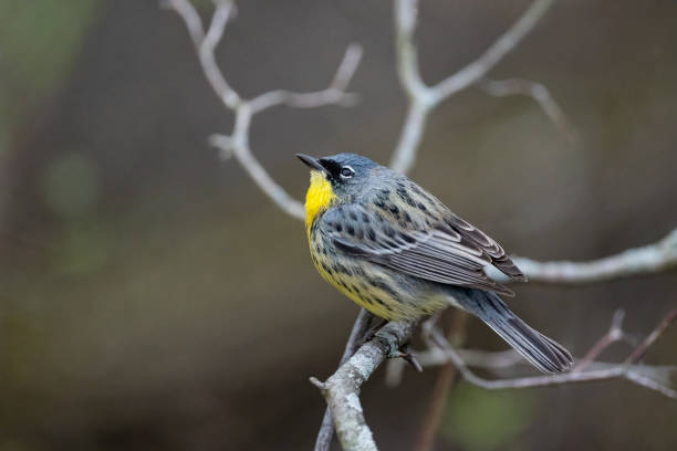 Kirtland's warbler, setophaga kirtlandii, also known as the Jack pine bird or warbler. One of the rarest warblers, nearly extinct 50 years ago.