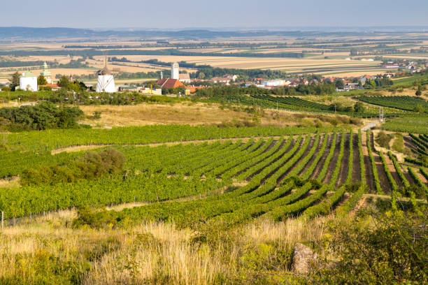 istock Vineyard near Windmill Retz, Lower Austria, Austria 1401984772