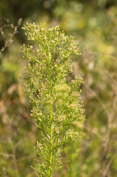 istock Closeup of horseweed with selective focus on foreground 1401986589