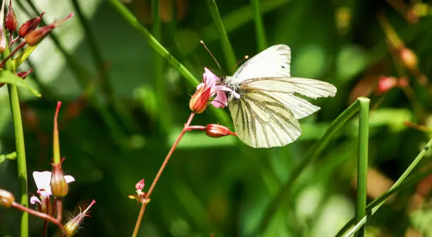 Tree white on a flower