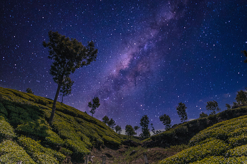 Night shot of Munnar orthodox tea plants growing on the Western Ghats mountain range (Sahyadri), in the Indian state of Kerala.