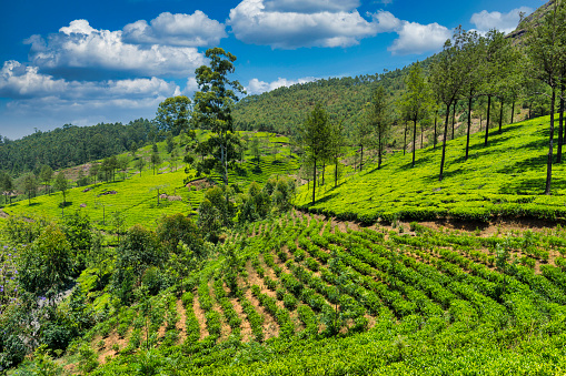 A glimpse at Munnar orthodox tea plants growing on the Western Ghats mountain range (Sahyadri), in the Indian state of Kerala.