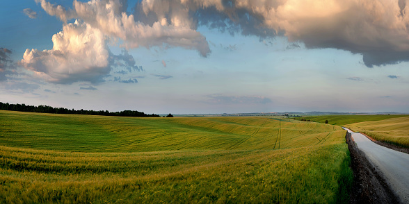 green ears of rye in the field and near road, beautiful clouds at the evening sky