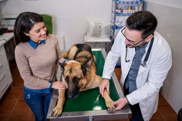 istock Veterinarian examining German Shepherd Dog 1401989697