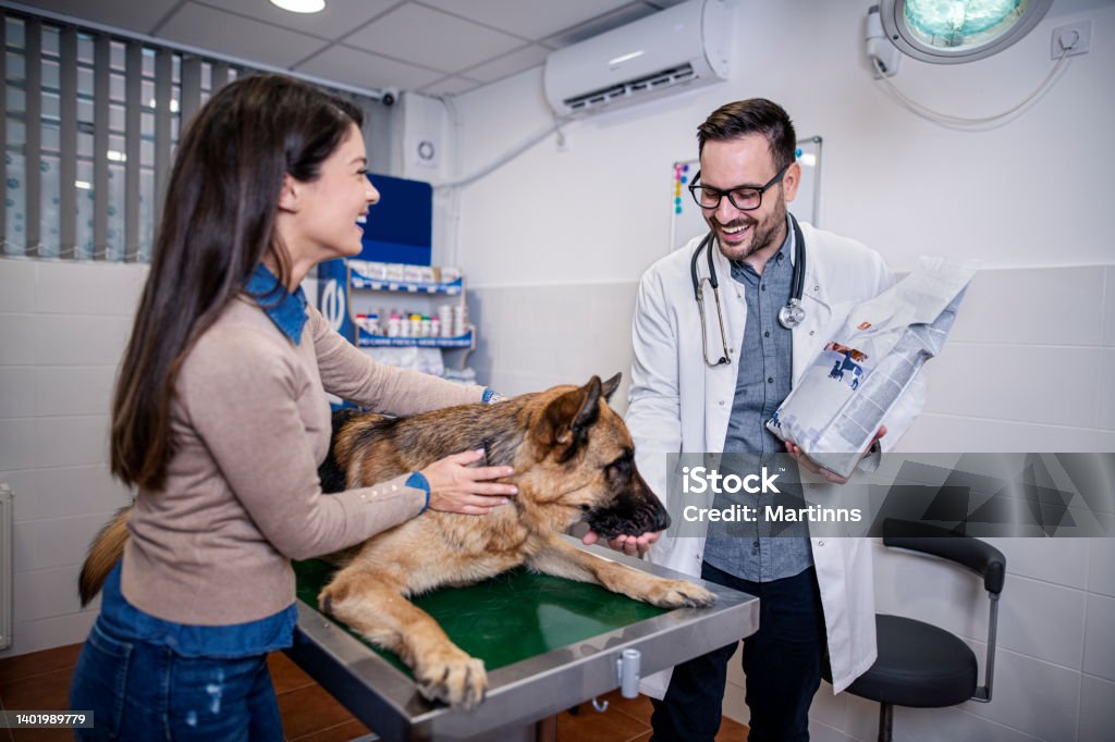 Veterinarian examining German Shepherd Dog Dog Stock Photo