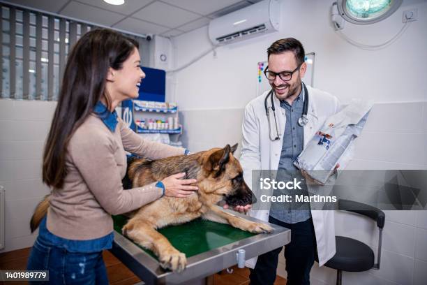 Veterinarian Examining German Shepherd Dog Stock Photo - Download Image Now - Dog, German Shepherd, Hospital