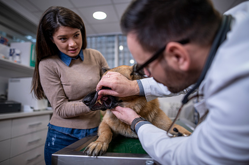 Veterinarian examining German Shepherd Dog