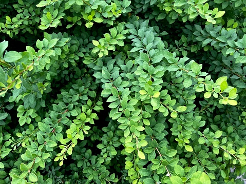 Japanese Barberry