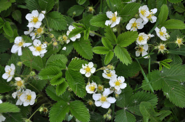 istock Wild strawberries bloom in nature 1401990170