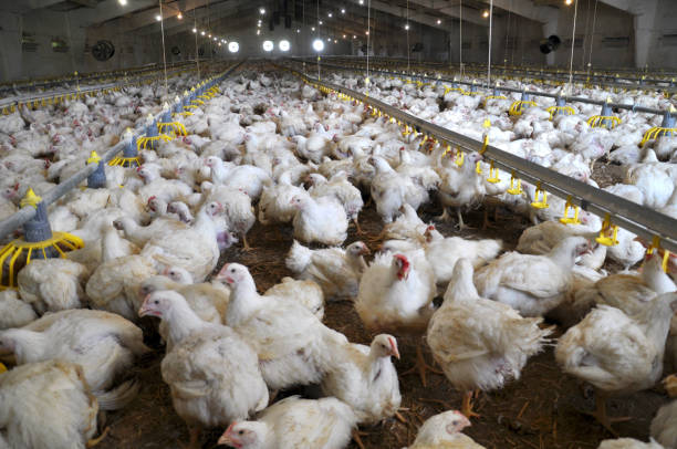 farm for growing broiler chickens - broiler farm imagens e fotografias de stock