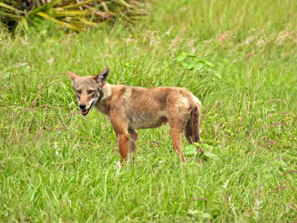 istock Coyote (Canis latrans) - young, in the grassy field 1401993024