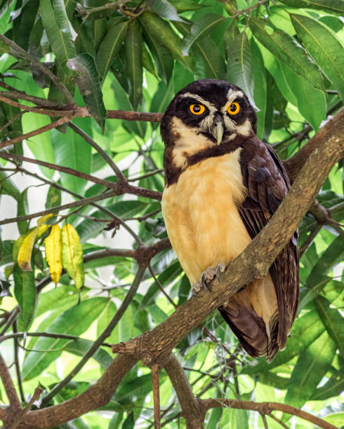 The spectacled owl (Pulsatrix perspicillata). Nocturnal bird of prey with intimidating look stock photo