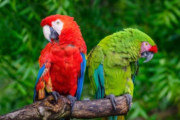 Scarlet and Military Macaws (Ara militaris and Ara Macao). A pair of green and scarlet macaws perched opposite each other on a dry log. stock photo