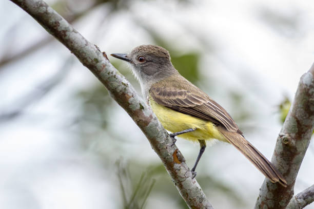 Pale-edged Flycatcher (Myiarchus cephalotes). Flycatcher perched on a guava tree in the Colombian mountains. stock photo