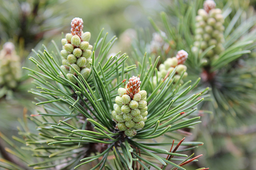 A DSLR close-up photo of spruce cones on fir tree branches covered with snow. Shallow depth of field.