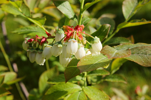 Blueberry (Vaccinium corymbosum) white blossoms and buds on a bush. Blueberry bud twig. Summertime. Close-up.