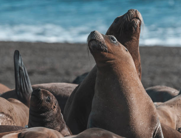 istock Sea Lion , Patagonia , 1401994640
