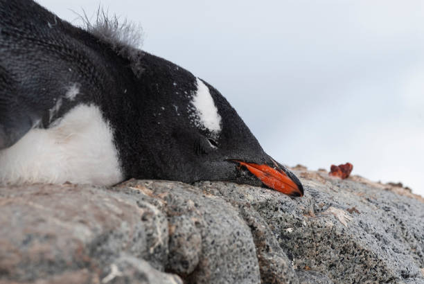 istock Gentoo Penguin, Pygoscelis papua, Antartica. 1401995091