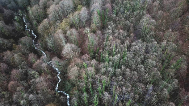 top view of bare forest and river. small stream runs through bare autumn forest with trees with green trunks on hilly area in cloudy weather - tree stream forest woods imagens e fotografias de stock