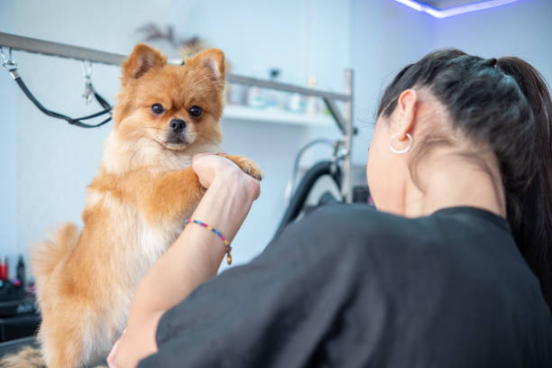 istock Groomer makes a dog hairstyle with scissors 1401995212