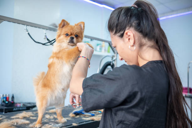 istock Groomer makes a dog hairstyle with scissors. 1401995213