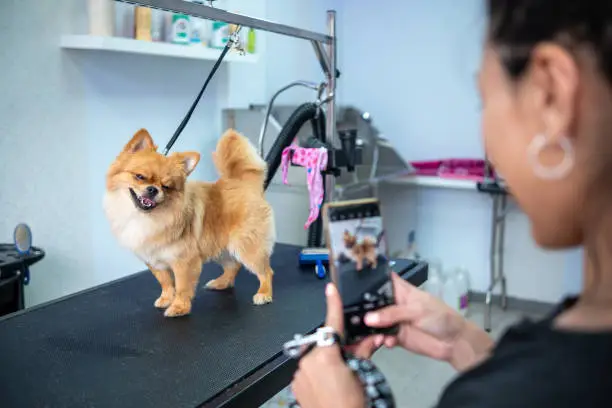 A young cheerful female animal groomer takes a picture with her phone of the hairstyle of a dog she has just worked on
