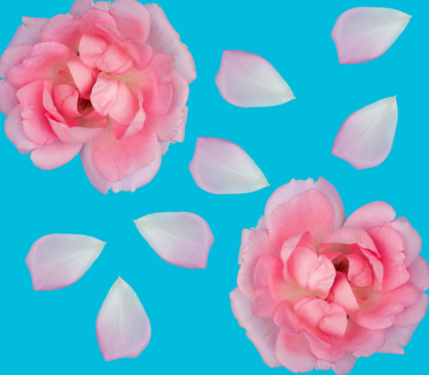 istock rose flowers and rose petals, on a blue background isolated 1401996143