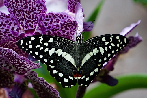 Checkered swallowtail on orchid
