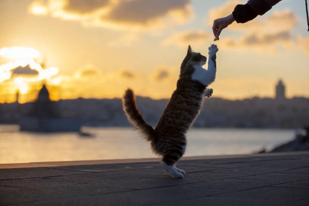 cute cat plays at sunset cat plays at sunset. there is a view of istanbul behind it berk stock pictures, royalty-free photos & images