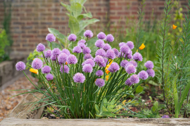 istock Chive herbs in bloom growing in a garden. 1401996786
