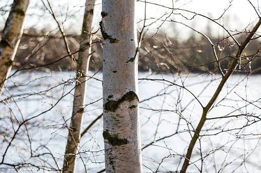 Birches on a lakeside in spring