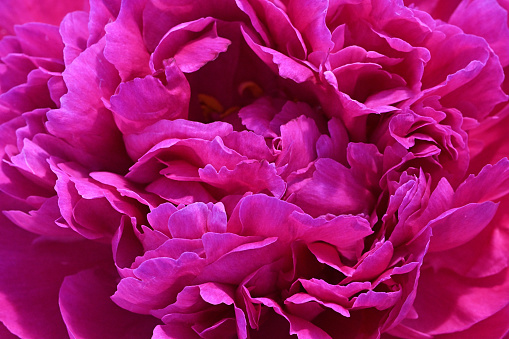Deep pink peony petals