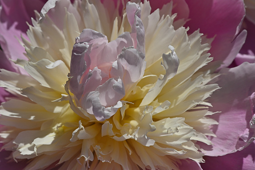 Pink and yellow peony with radiating petals, in bright spring sunlight
