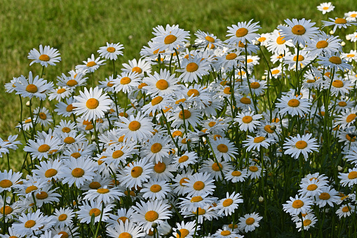 Dozens of daisies forming a mini-landscape, in bright spring sunlight