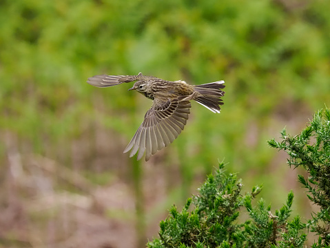 Meadow pipit, Anthus pratensis, single bird in flight, Wales, June 2022