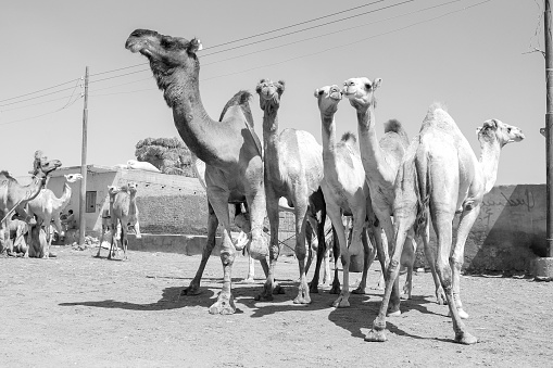A herd of camels in market of camels,Egypt, black and white