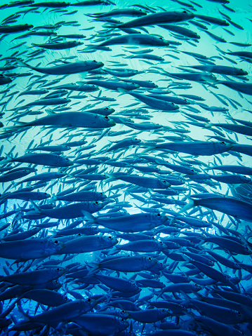 Photograph of a school of fish swimming in a semicircle in one direction from the depth in blue tones.