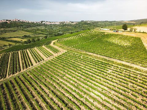 Vineyard - grape vines for wine making, Countryside farm fields showing vineyard in Istria, Croatia with amazing scenery. Aerial drone video.