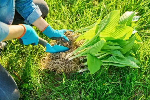 Close-up of spring dividing and planting bush of hosta plant in ground, hands of gardener in gloves with shovel working with hosta, flower bed landscaping backyard