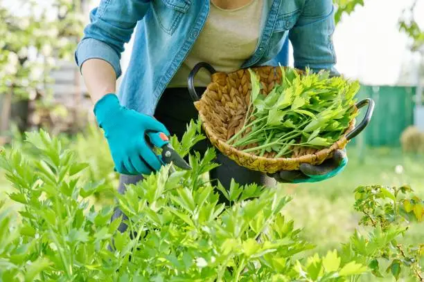 Spicy herb lovage, woman's hands with secateurs cutting harvest levisticum officinale. Fragrant garden herbs for food cooking medicine, aphrodisiac, vegetarian concept