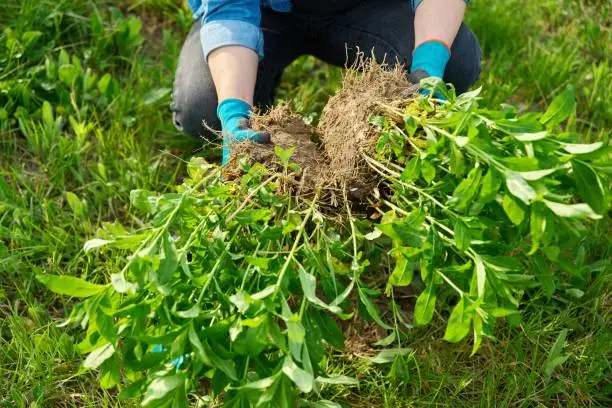 Close-up of spring dividing and planting bush of phlox paniculata plant in ground, hands of gardener in gloves with shovel working with phlox, flower bed landscaping backyard