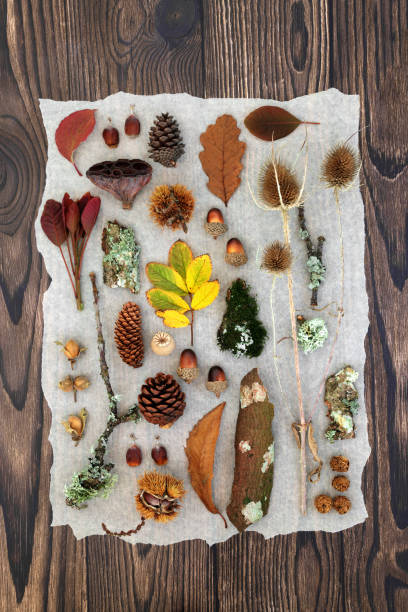 istock Autumn Nature Study with European Flora and Fauna 1402006932