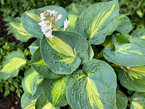 Lush foliage of decorative plant Hosta Funkia. Natural green background. Beautiful plant host in the flowerbed in the garden, Gardening.