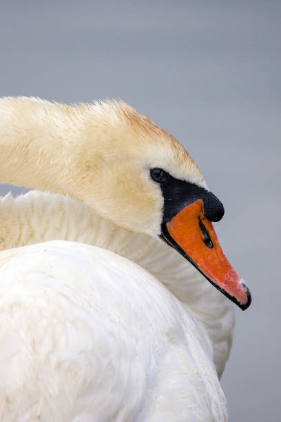 istock Close- up of a swan 1402008627