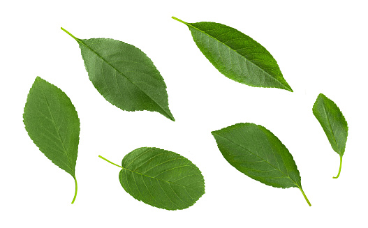 Cherry leaves set isolated on a white background. Green leaf. Top view, flat lay.