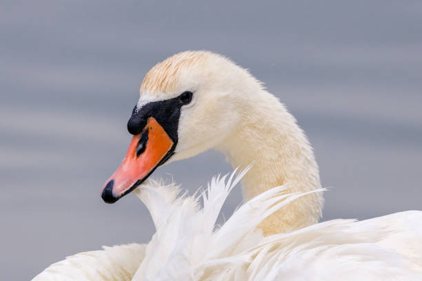 istock Close- up of a swan 1402009671