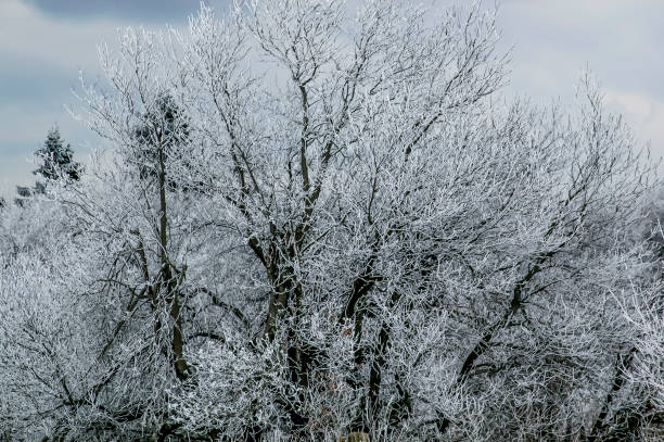 Winterwald The icy treetops of a forest in winter in grey, ashen light seasonal affective disorder stock pictures, royalty-free photos & images