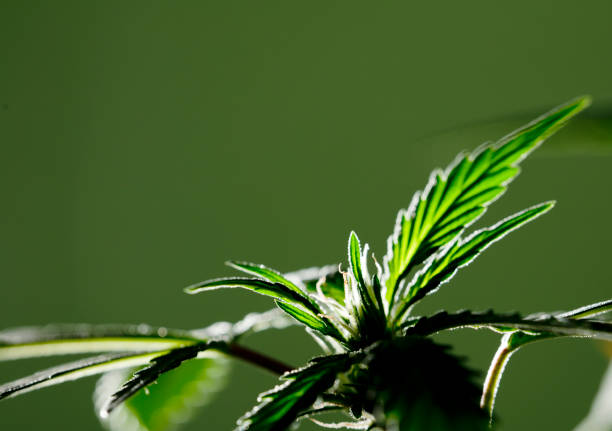 Macro marijuana photography, perfect for creams, cosmetics, beauty products, gels, shampoos and medical products for body care.