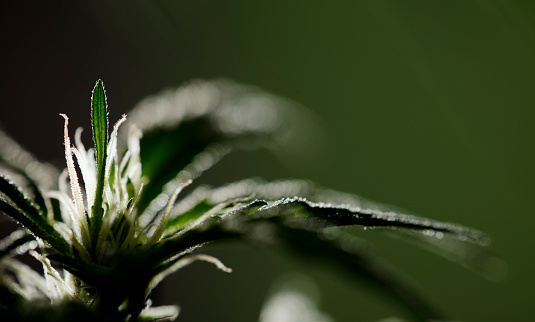 Close-up beautiful green Foxtail fern